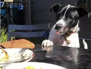 娱乐吃瓜养狗视频在线观看,在线观看乐翻天！  第3张