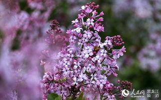 丁香五月国产  第3张