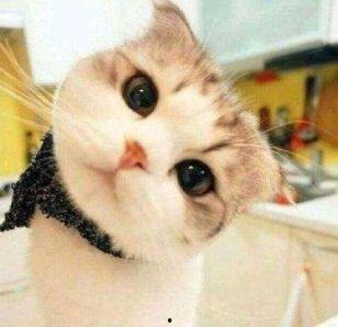 娱乐吃瓜酱神仙猫,揭秘娱乐圈背后的神秘故事  第3张